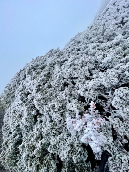 絕美銀白世界 玉山降下今年冬天「初雪」1235977