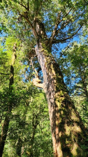 【中級山】插天山的奇幻世界，赫威山，赫威神木群步道2741330