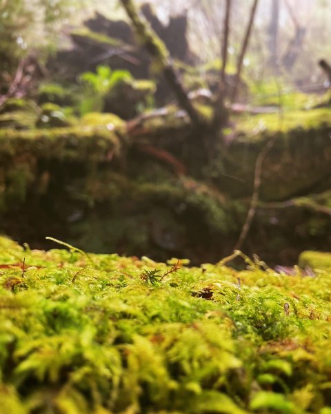 二延坪_鹿林山2865317