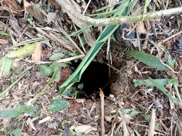 雙溪區大平林山+后番子坑古厝+后番子坑山+武山煤礦事務所+焦炭窯O型2988516