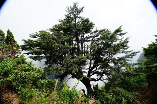 臺灣 嘉義 玉山3110192
