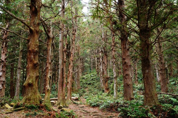臺中 和平 大崠山、長壽山、醜崠山3028312