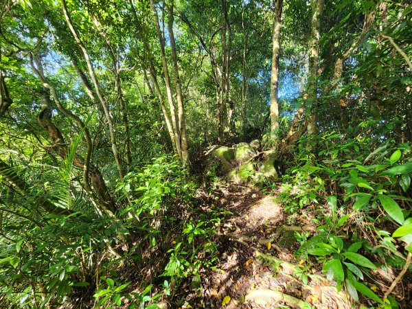 20240915關西玉山赤柯山東獅頭山馬福山O型2654695