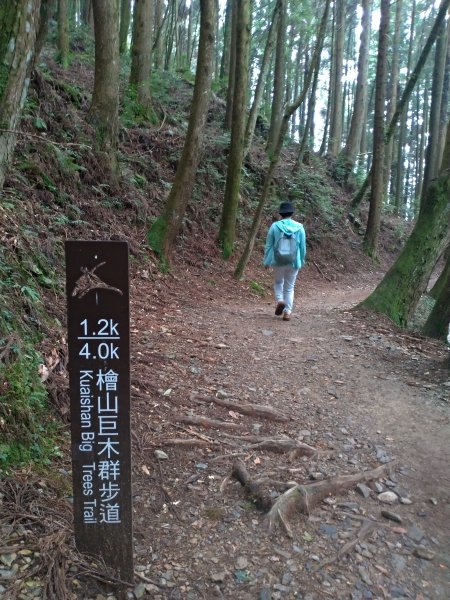 觀霧 檜山巨木群步道1090209