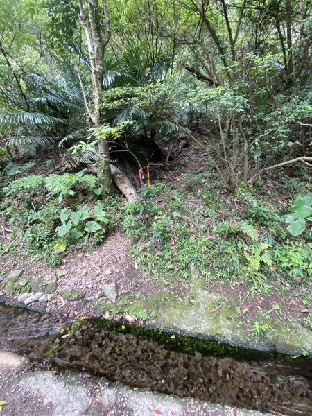 如墨暈染的春日邂逅｜中山樓墨染櫻 × 北投步道探花記2853878