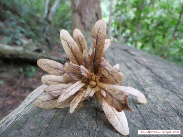 《南投》心靈之旅｜惠蓀林場步道群20171010-212890525