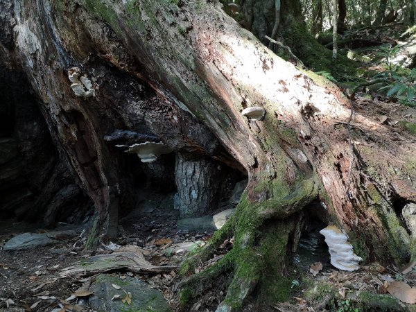 屏風山--岳界說的鳥山，其實不鳥～很辣703263