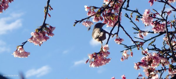 #栗尾椋鳥 #綠繡眼 #東湖樂活公園 #花園新城 #屈尺 #寒櫻 2/42992861