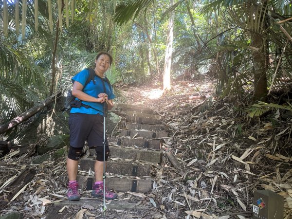 阿里山達娜伊谷、里美避難步道、巨石板步道2909912