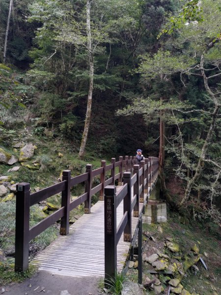 【新竹縣五峰鄉】檜山巨木森林步道2833706