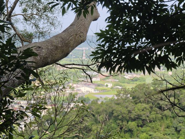 [皮皮獅動物派對-03/10] 2026_0822 石光古道(老虎山步道)3120813