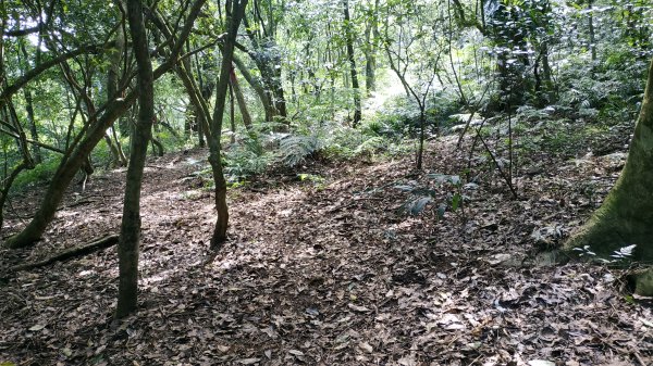 ✅糞箕湖古道回修擴徑.糞箕谷/串接完成 (溝渠遺址出土.糞箕湖雙線谷道貫通.全段新徑開通)2579814