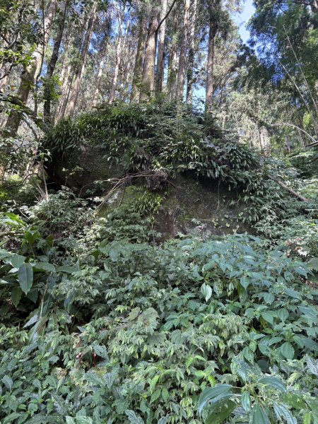 20251004嘉義奮起湖大凍山步道(頂湖)2914910