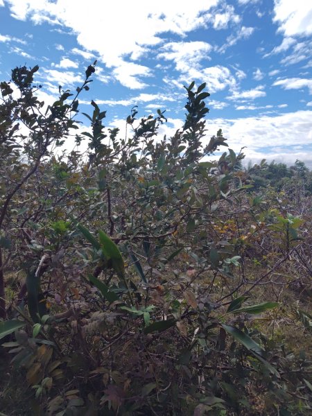 恆春大縱走連走白沙彌山出呆風草原2991461