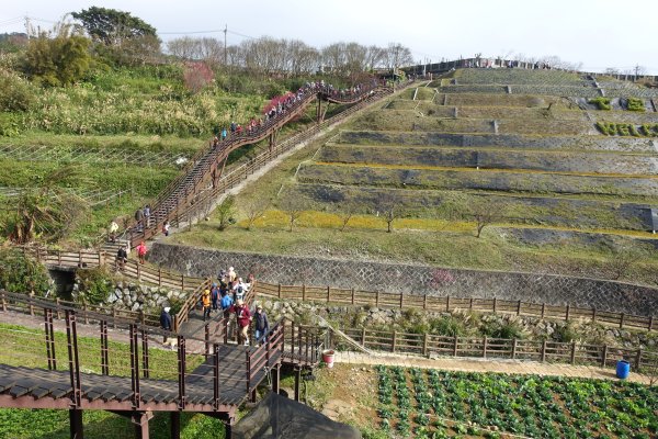 鵝尾山梯田3086942