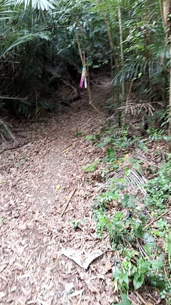 20250517 倒別牛-中坑山-飛鳳山 大O型2790395