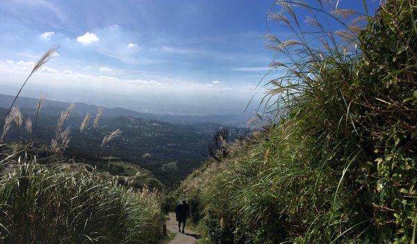 七星山主峰小白岳這個時節欣賞芒花季445496