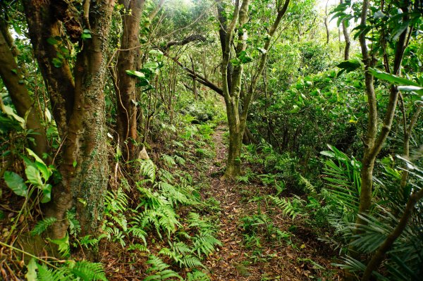 新北 基隆 大坑埔山、月眉山、長命山、大水堀山、金交椅山、紅淡山、鳥嘴山西峰3092645