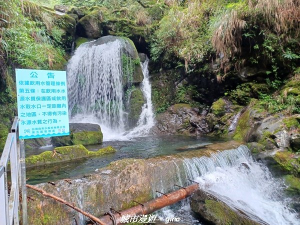 【嘉義縣阿里山鄉】避暑山林芬多精。 石山引水道步道、鹿林前山瀑布2280188