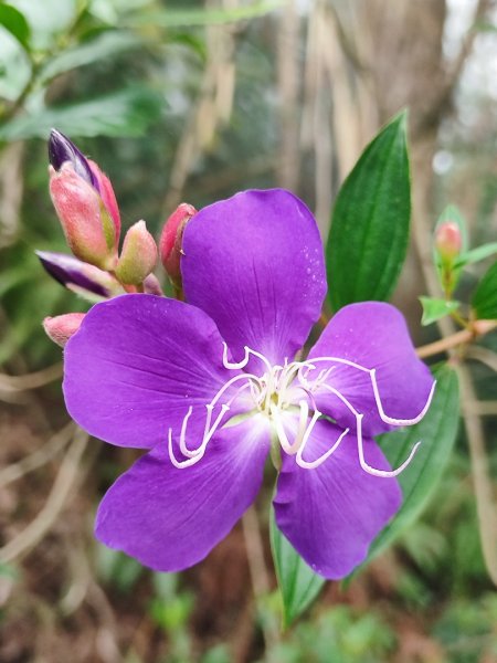 九讚頭車站-大崎棟.茶亭.逃學.騎龍古道20幾K繞大O2972520