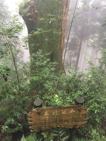 觀霧檜山巨木森林步道171779