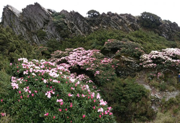 合歡山五座百岳賞杜鵑花587042