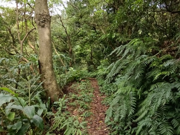 瑞芳區過港山+四腳亭砲台+深奧砲台山P字走2803747