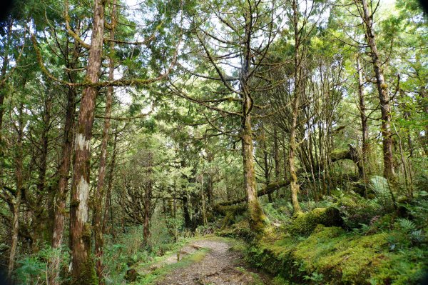 宜蘭 大同 望洋山、翠峰湖步道、山毛櫸步道2880735