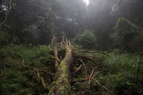 特富野古道、鹿林神木、塔塔加雲海154454