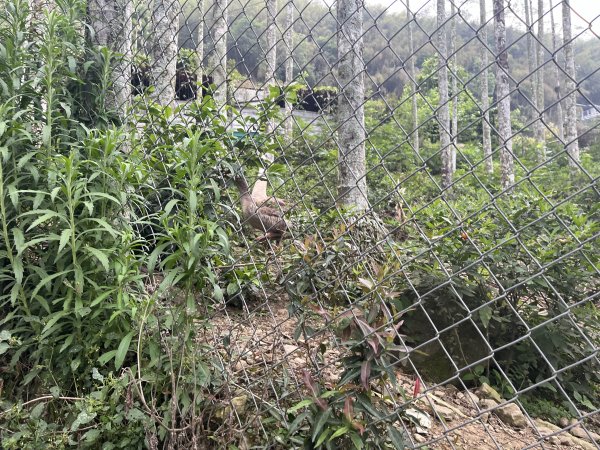 2023_0429_挑筍古道2138302