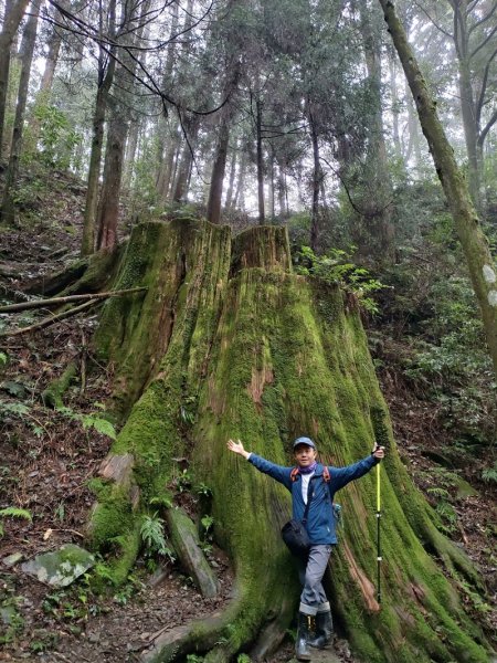 【新竹】觀霧迷幻森林：檜山巨木群步道1111873