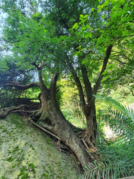 【雲林草嶺】篷萊瀑布1766782
