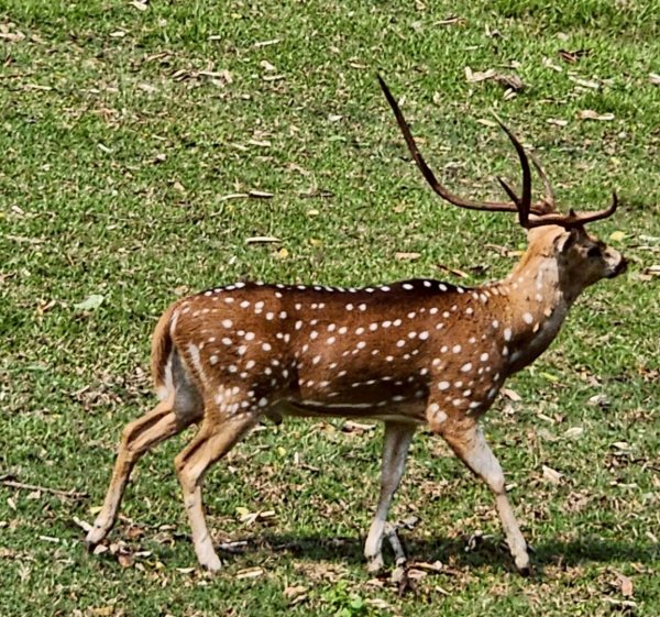 尼泊爾奇旺國家公園4天三夜2788908
