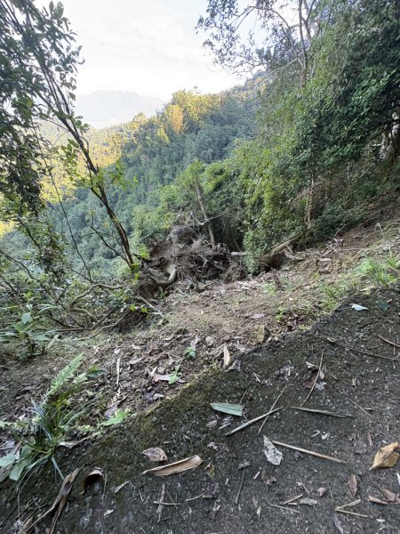 20251123三腳南山登山步道2944453