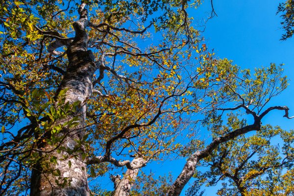 2023-11-03 初訪北得拉曼巨木步道，感受1號巨木的臨場震撼與內鳥嘴山的金黃浪漫