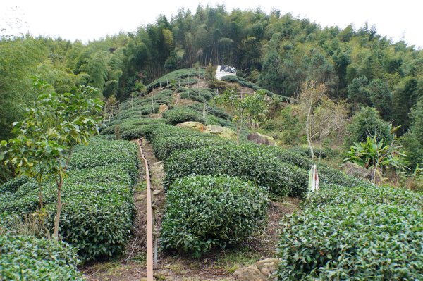 南投 鹿谷 大崙頭山、貓冬望山、樟空倫山、志騰山、竹崙山2993348