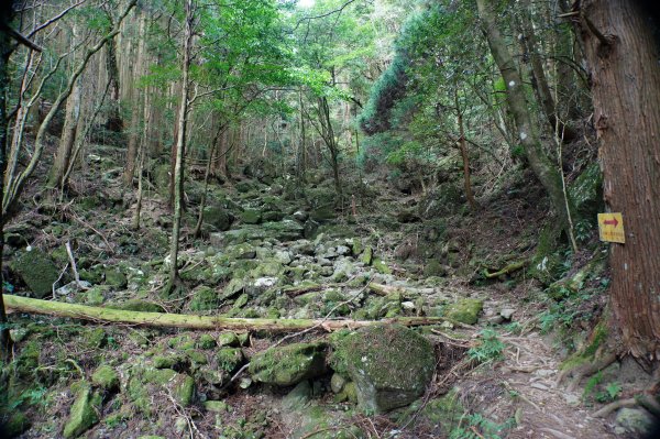 苗栗 南庄 加里山2963400