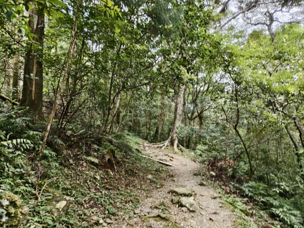 [百山百鳥尋旅-09/15] 2025_0920 滿月圓國家森林遊樂區步道群2893057