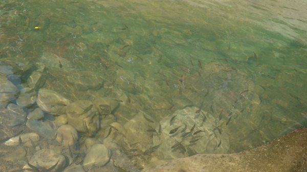 外按古道登山健行趣(淡蘭南路TK3-3)2269030