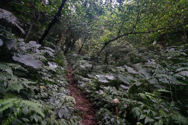 二格山登山步道1911654