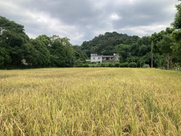 南埔村觀音步道+挑水壢古道2550258