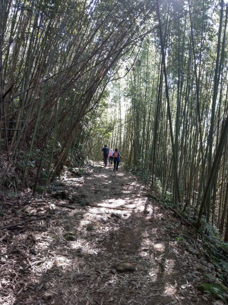 馬那邦山(小百岳#37)登山步道。點點楓紅 2020/12/131425342