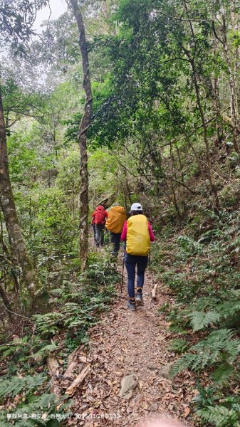 114.11.28-29 雙龍林道~巒安堂~西巒大山2954847