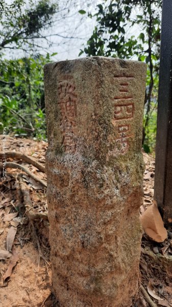 《雲林》坪頂猴族｜龍過脈森林步道上坪頂202403162455438