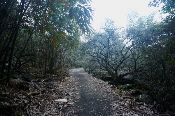 三腳南山登山步道2009916