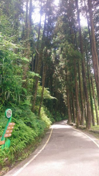 杉林溪杜鵑步道、燕庵步道輕鬆走1737409