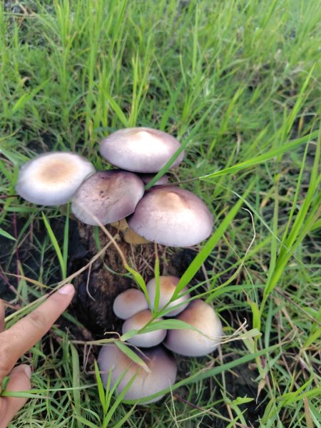 大尖山連走龜呵吠山+鯨魚谷3100369