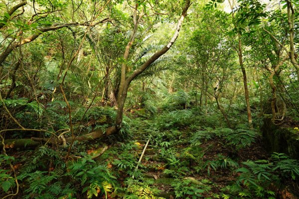 新北 汐止 北港山、金明山、柯子林山2585656