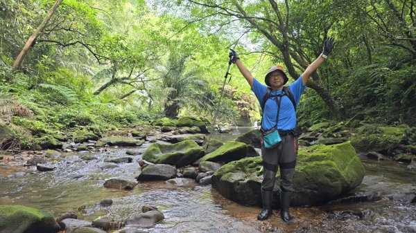 今年最美賞桐花秘境，瑪西賞桐步道，基隆七堵富民親水公園對岸。瑪陵坑溪秘境，台版亞馬遜雨林，苓蘭生態公2782130