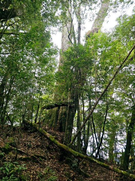 稍來山-小百岳#39-台中市和平區2654113